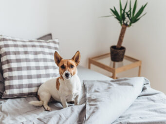 Hundehalterhaftpflicht {{brizy_dc_image_alt imageSrc=